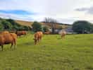 Even the cows look happy in a farm nearby