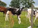 Our morning neighbours
