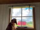 Our dog loving the view