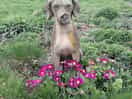 Dog statue in the walled garden.