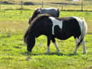 Friendly horses