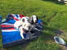 Our dogs loving the scenery.