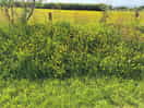 Site