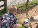 Feeding animals