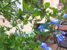 Camping delle rose