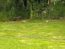 Bird feeders and hedgehog house amongst pitches.