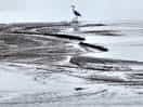 Severn heron