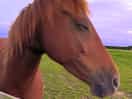 Friendly horses
