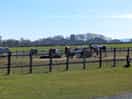 Beautiful horses in site