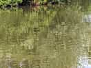 Lovely fishing lake. the ducklings were out!
