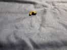 Caterpillar in one of the beds