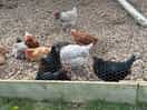 Chickens