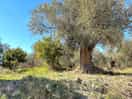 100 years old olive trees