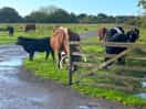 Cattle grazing freely on the common