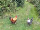 Friendly chickens