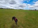 Dog paddock, photobombed by knob dog.