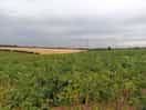 View from the dog walk nearby