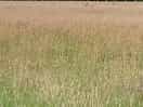 Hay field