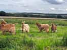 Goats over at the main farm