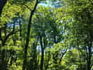Beautiful woodland
