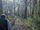 Peaceful wooded walk time with the pooches!