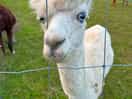 Adorable alpacas