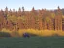 Field and forest