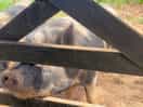 Friendly pigs on site.