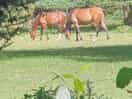 New forest ponies wandering through the campsite