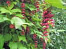 Pllamts
