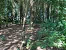 Wood behind hut