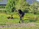 Black stallion