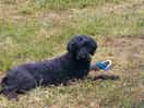Even dog loved it
