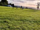 Field