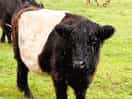 Owners breed highland cows