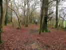 Woodland camping, 5 min walk from car.