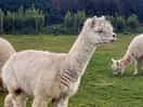Alpacas on site