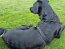 Dog friendly