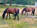 Beautiful horses