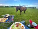 Eating out with the horses