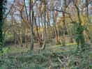 View across the stream