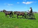 Pembrokeshire show