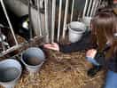 Tworking farm with a 4 day old calf