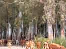 Gathering in the valley