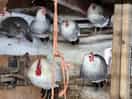 Chickens on the perch