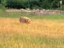 Wildlife