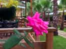 Camping delle rose