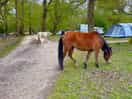 Ponies having breakfast