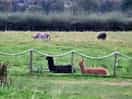 Alpacas