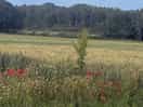 The view on the way to the barn